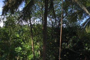 快速摘叶子的技巧与方法（掌握高效摘叶子的窍门，轻松提高工作效率）