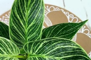 绿绒草养殖秘籍（绿绒草养护技巧，助你打造迷人家居绿植）