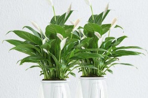 红掌与白掌哪个更易养活？（掌中宝——如何选择适合自己的掌类植物）