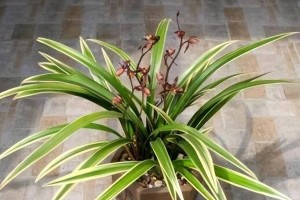 金佛手怎样才能养出枝叶茂盛？（从选植到养护，教你打造健康的金佛手。）