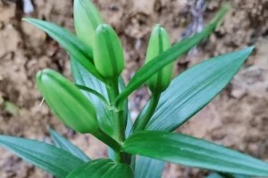 油点百合的科学浇水方法（掌握正确的浇水技巧，让油点百合健康成长）
