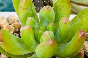 多肉植物在土外生根处理方法（掌握关键技巧助你成功培植多肉植物）