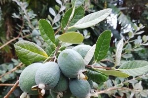 菲油果的盆栽方式与技巧（掌握这些方法，让你在家也能种出优质的菲油果）