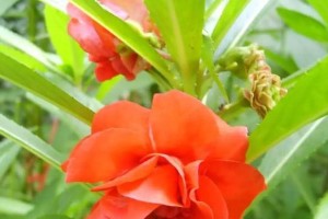 让你的凤仙花健康茂盛——从选种到日常养护（让你的凤仙花健康茂盛——从选种到日常养护）
