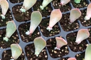 插长芽的肉肉叶怎样浇水？（科学浇水技巧让肉肉叶茁壮成长）