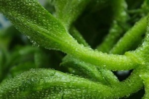 冰草的种植全攻略（时间、方法、技巧，轻松玩转冰草种植）