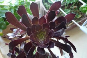 法师的肥料选择（绿色有机，让土地更肥沃）