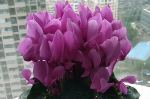应对以仙客来烂了的问题（有效应对生活垃圾处理不当的挑战）