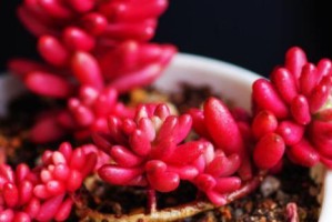 多肉虹之玉的养殖方法（打造清新自然的家居绿植）