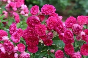 红木香花的养护方法：如何让红木香花常青常美？