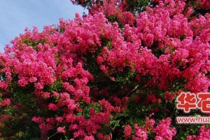 秋日赏红枫，花期何时？（探寻红枫花期的神秘面纱）