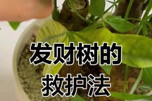 发财树叶子发黄的原因与处理方法（探究发财树叶子发黄的原因及补救方法，帮您解决困扰）