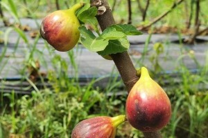 老鸦几年结果实种植多久能挂果？——老鸦果树的种植与果实丰收