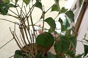 幸福树插枝能活吗？（探究幸福树的繁殖方式及养护技巧）