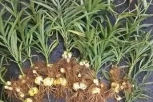 如何正确分株百合花？（百合花分株的最佳时间、步骤和技巧）