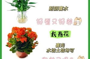 含笑花的种植与养护（打造美丽庭院，从含笑花开始）