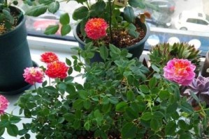 怎样养护才能使吊金钟更旺盛？（家居吊兰的护理技巧和方法分享）