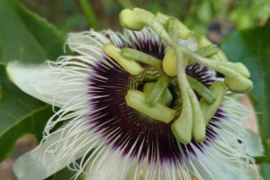 百香果不开花的原因（揭秘百香果不开花的5大原因及解决方法）