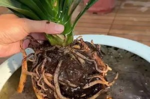 解决君子兰不开花的方法（探寻君子兰不开花原因与解决方案）