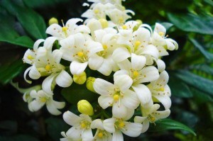 九里香在冬天是否会开花？