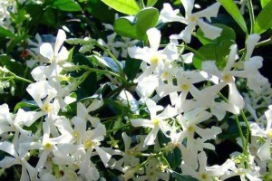 风车茉莉的栽培土配方（选土不易，科学配方助你种茉莉）