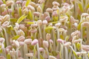 绿豆是双子叶植物吗？（解读绿豆的分类学特征）