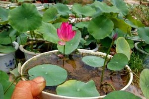 荷花水培探秘（水中盛放的娇艳花朵，彻底颠覆传统养殖方式）