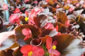 海棠花有毒吗？如何在室内养护？（了解海棠花的毒性，让它成为你的优雅之选）