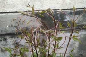 阳台种植莲藕的时间和方法（打造居家农场，阳台上种藕赚钱）