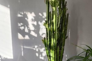 龙骨柱怎样养花（养护龙骨柱，让花开绽放）