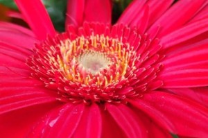 非洲菊的种植技巧（从播种到收获，打造美丽园林）