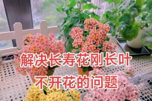 长寿花催花全攻略（催花时间和方法大揭秘，轻松享受绚丽花期）