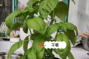 罗勒爆盆的养护方法（从选择土壤到施肥，打造健康的罗勒植株）