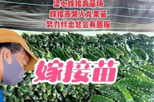火龙果苗剪枝技巧与方法（打造健康生长的火龙果苗）