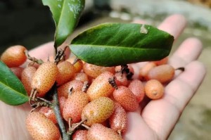 探索新鲜洋雀花的美味烹饪方法（品尝洋雀花独特芳香，尽享美食创新之旅）