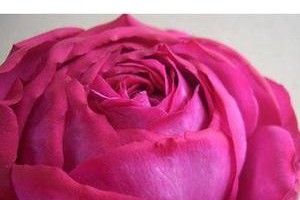 红宝石冰月季的优缺点（了解红宝石冰月季，选择更明智）
