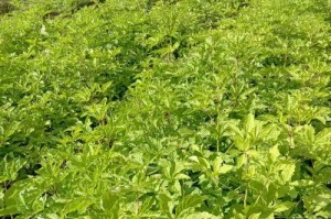 刺五加种植条件适合的地方及要点介绍（了解刺五加种植环境，提高收成效益）